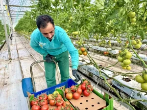 Diyadin’de Jeotermal Domates Üretimi