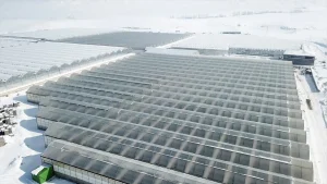 Diyadin’de Jeotermal İle Domates Üretimi