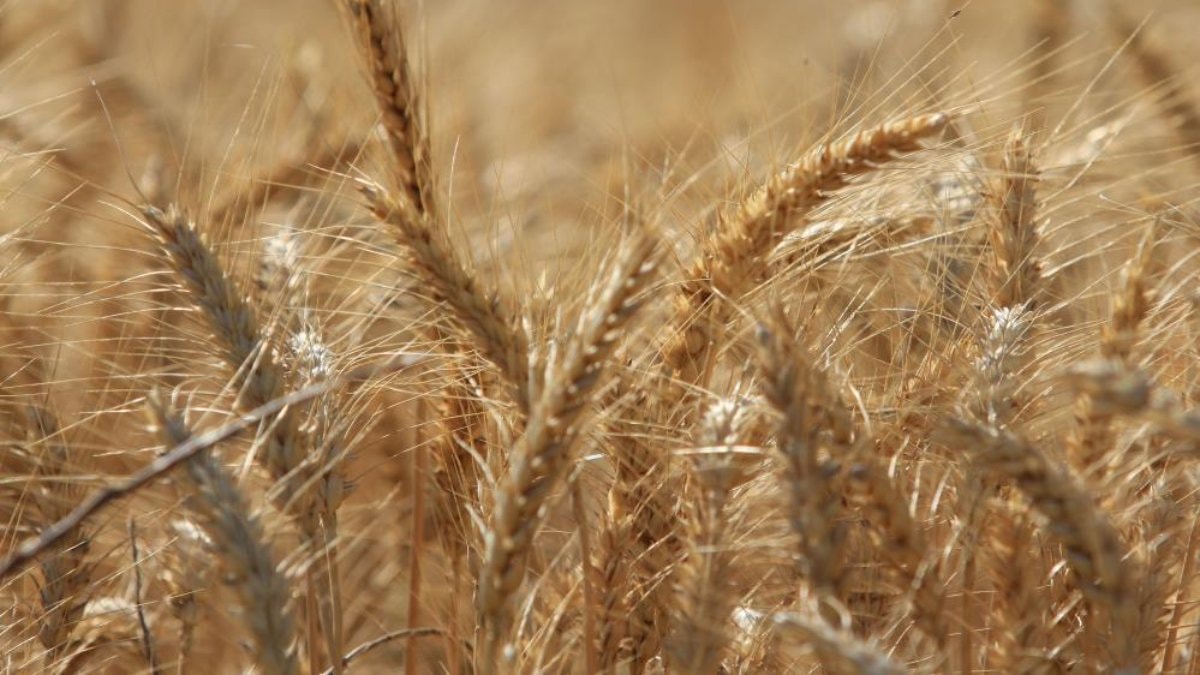 Dünya tahıl üretiminde rekor beklentisi