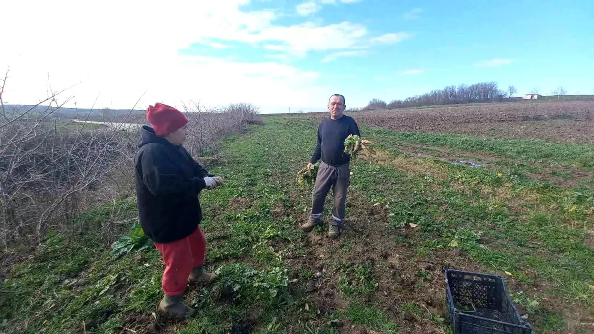 Edirne Çiftçileri Geleceği Toprağa Ekiyor
