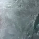 Edirne’de soğuk havaya aldırmadan suya girip orkinosu karaya çıkardı