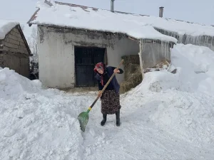 Elif Koca’nın Başarılı Manda Yetiştiriciliği
