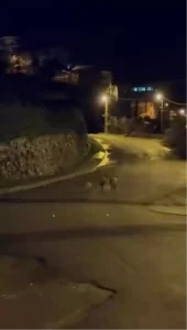 Ereğli’de Yaban Domuzları Şehir Merkezine İndi