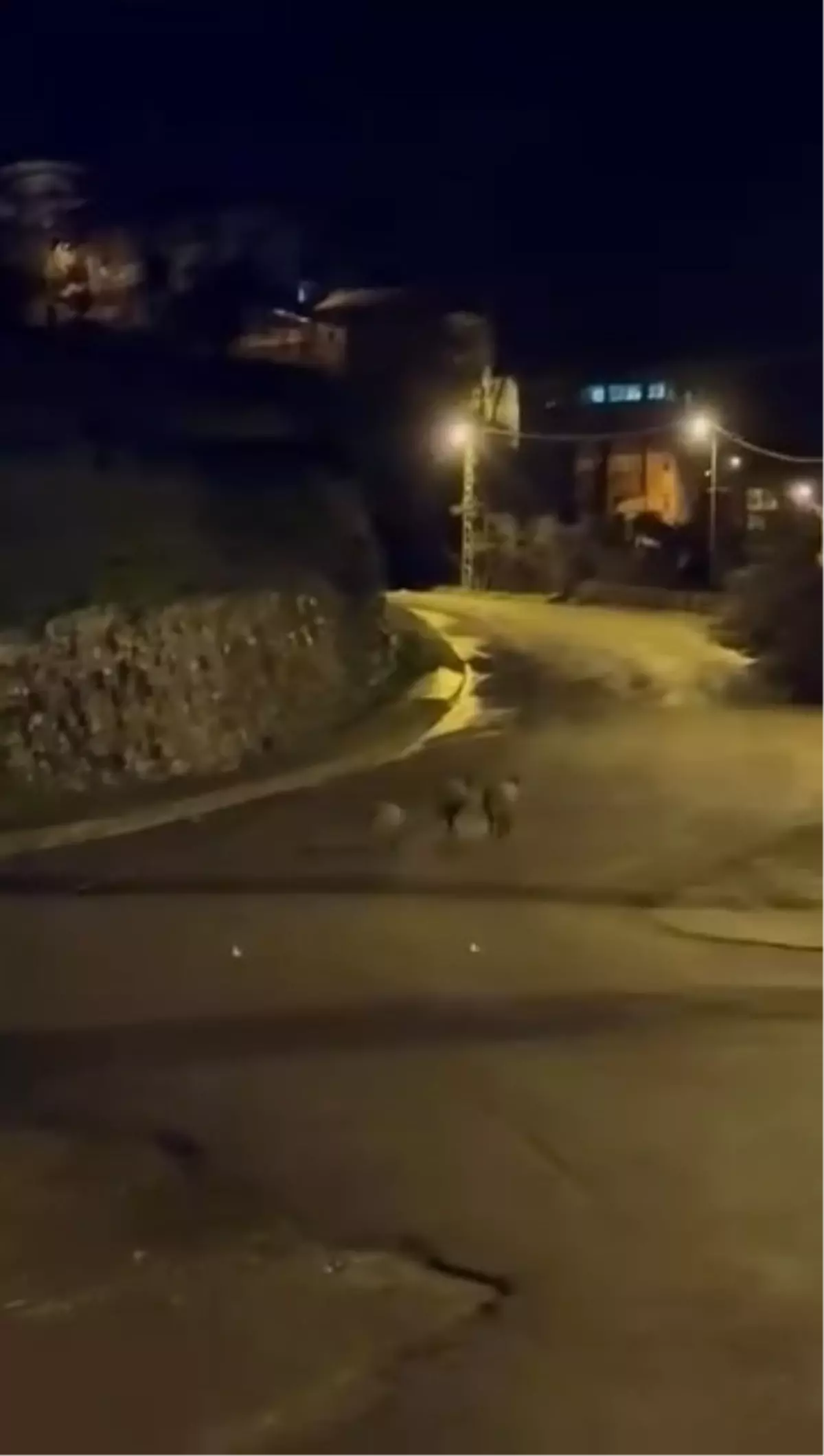 Ereğli’de Yaban Domuzları Şehir Merkezine İndi