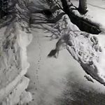 Erzincan’da vaşak köye indi: Kedi avı kamerada