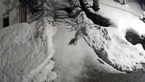 Erzincan’da vaşak köye indi: Kedi avı kamerada