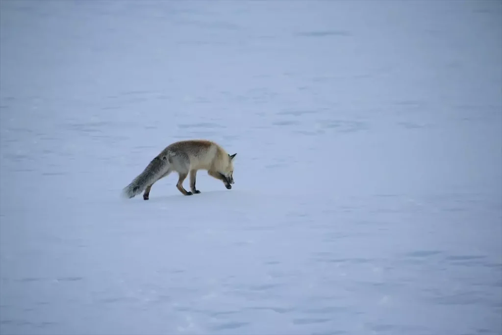 Erzurum ve Ardahan Karla Beyaza Büründü