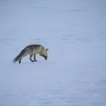 Erzurum ve Ardahan Karla Beyaza Büründü