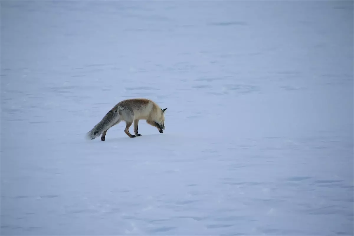 Erzurum ve Ardahan Karla Beyaza Büründü