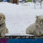 Erzurum ve Kars’ta Kar Yeniden Etkili