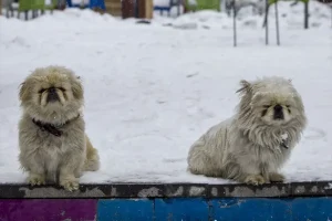 Erzurum ve Kars’ta Kar Yeniden Etkili