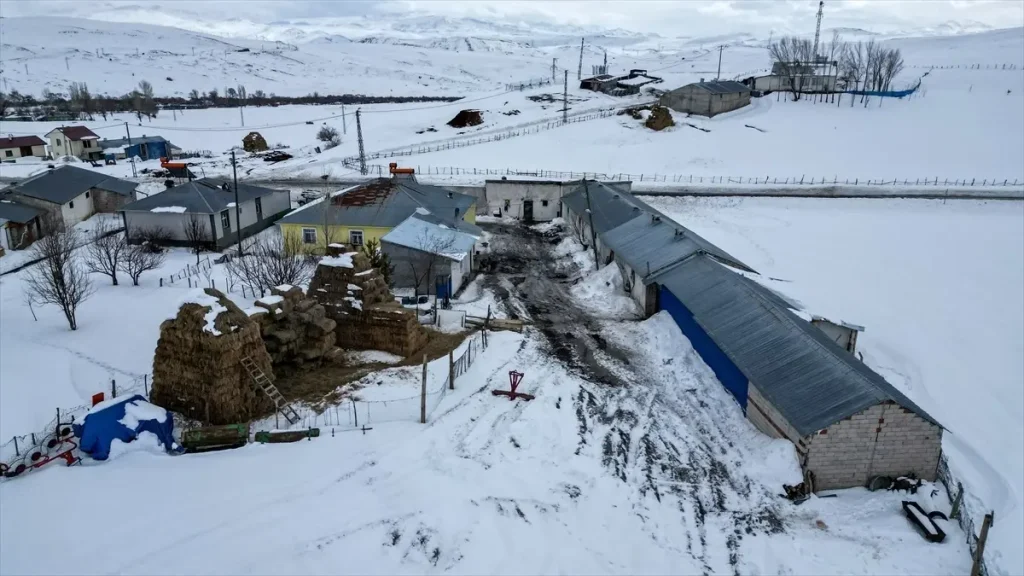 Eski Muhtar Hayvancılıkla Başarıya Koşuyor