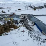 Eski Muhtar Hayvancılıkla Başarıya Koşuyor