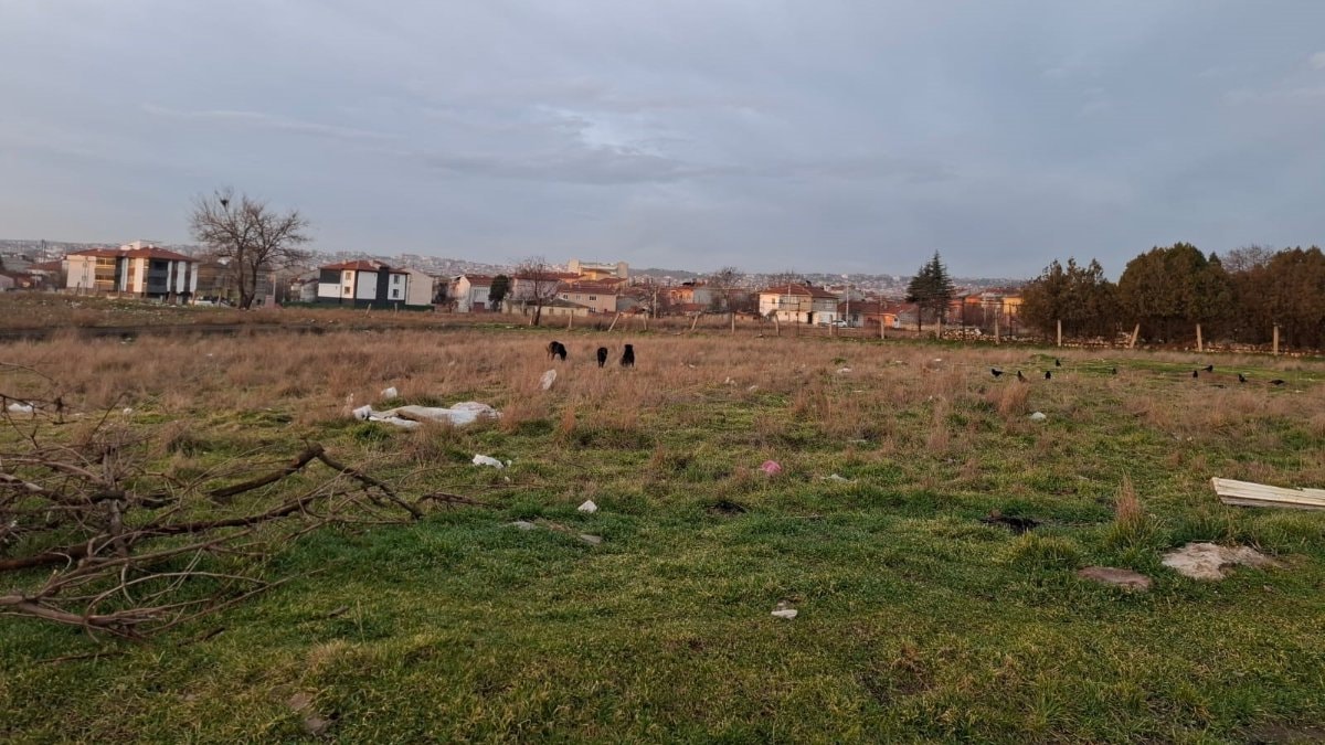 Eskişehir’de başıboş köpekler, barınaklara rağmen toplanmıyor