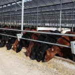 Et ve Süt Kurumu, besilik hayvanların teslimat sürecini açıkladı