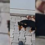 Fatma Arat, Beyaz’la Joker Programında