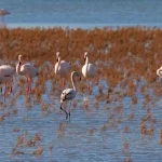Gediz Deltası Tehdit Altında