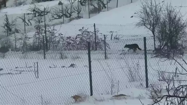 Gercüş’te 2 Kurt Yerleşim Alanına İndi