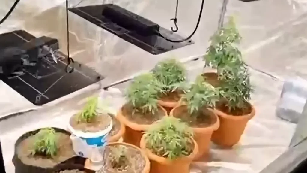 Geyve’de Hint Keneviri Operasyonu