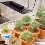 Geyve’de Hint Keneviri Operasyonu