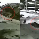 Görüntü Türkiye’nin bir ucundan: Sahibi köpeğin yakarışlarını duymayınca acı son kaçınılmaz oldu