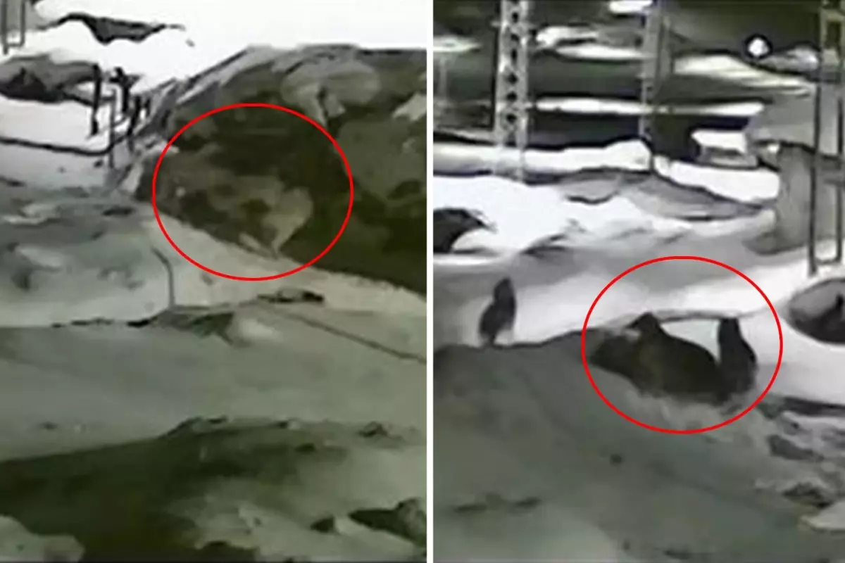 Görüntü Türkiye’nin bir ucundan: Sahibi köpeğin yakarışlarını duymayınca acı son kaçınılmaz oldu