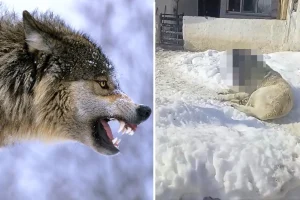 Görüntüye tepki yağıyor: Kurtla boğuşan kangalın son haline bakın
