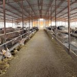 Hatay’da besiciler devlet desteğiyle yeniden üretime döndü