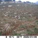 Hatay’da Dağ Ceylanı ve Çizgili Sırtlan Koruma Projesi