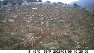 Hatay’da Dağ Ceylanı ve Çizgili Sırtlan Koruma Projesi