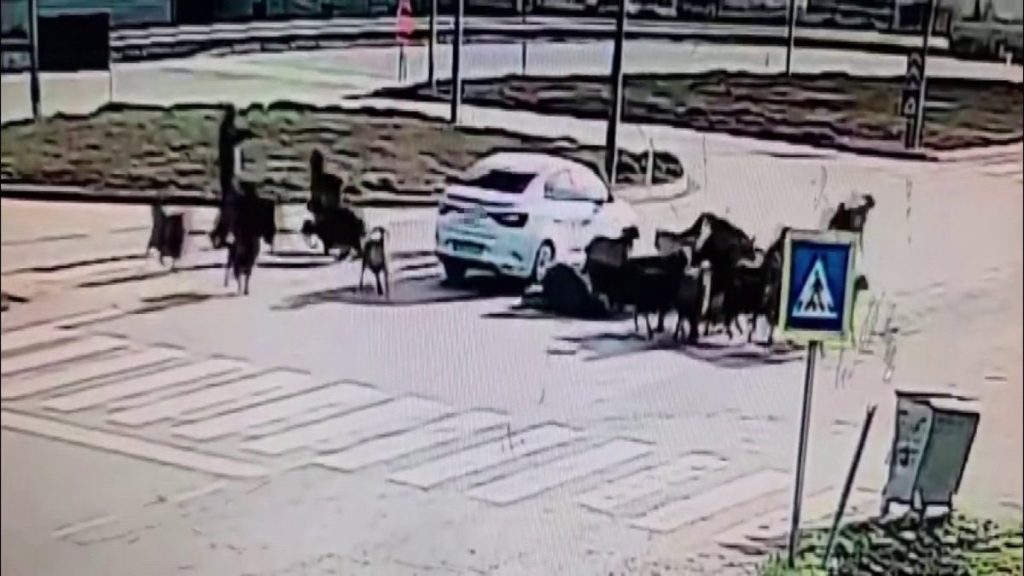 Hatay’da otomobil koyun sürüsüne daldı