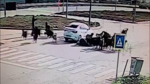 Hatay’da otomobil koyun sürüsüne daldı