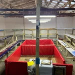 Horoz Dövüşüne 1 Milyon Lira Ceza