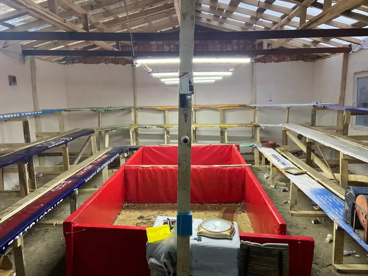 Horoz Dövüşüne 1 Milyon Lira Ceza