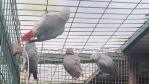 İstanbul Havalimanı’nda bavuldan 20 Afrika gri papağanı çıktı