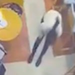 İstanbul Havalimanı’nda garsonun Heimlich müdahalesi hayat kurtardı