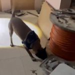 İstanbul’da uyuşturucu operasyonu