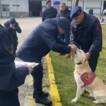 Jandarma’nın İz Takip Köpeği Medyum Emekli Oldu