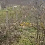 Kangal Köpeğini Vuran Şahıs Gözaltına Alındı