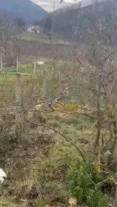 Kangal Köpeğini Vuran Şahıs Gözaltına Alındı