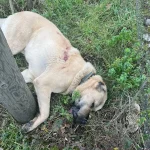 Kangal Köpeğiyle İlgili Tutuklama