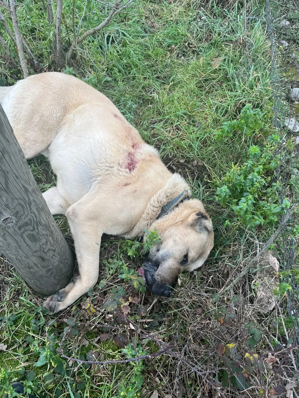 Kangal Köpeğiyle İlgili Tutuklama