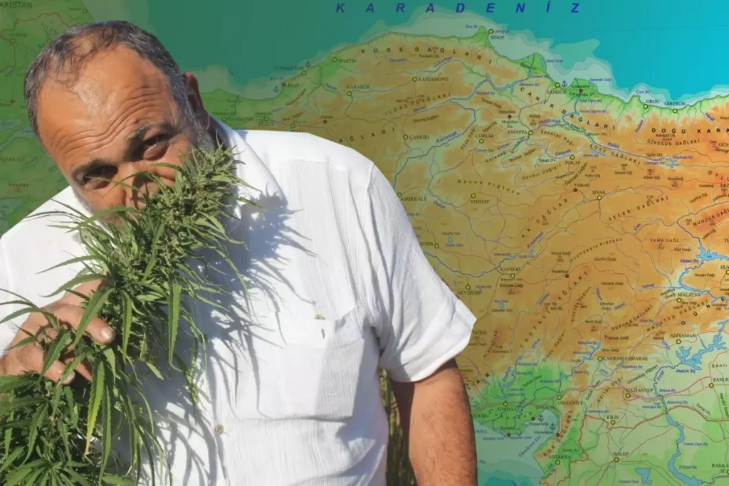 Karar Resmi Gazete’de: 21 ilde kenevir üretimine onay çıktı