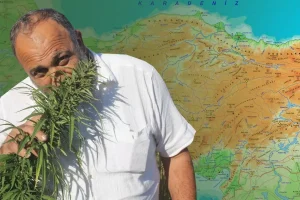 Karar Resmi Gazete’de: 21 ilde kenevir üretimine onay çıktı