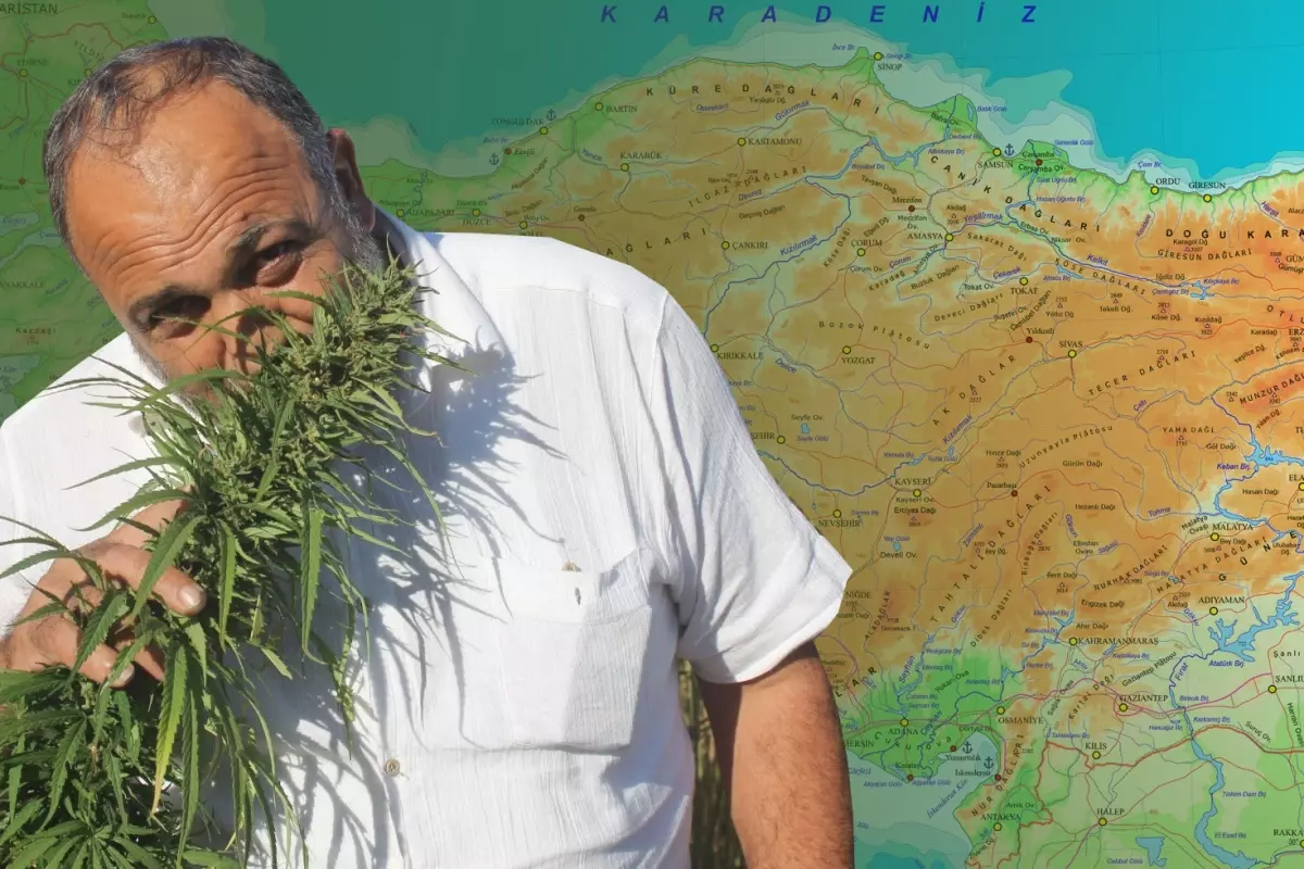 Karar Resmi Gazete’de: 21 ilde kenevir üretimine onay çıktı