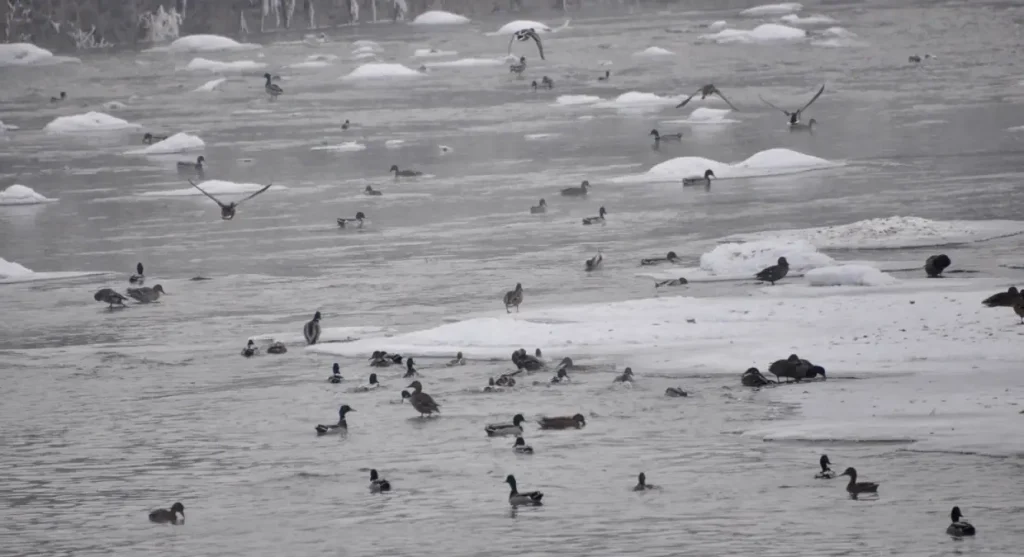 Kars Çayı Buz Tutarken Yaban Ördekleri Hayatta Kalıyor