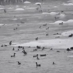 Kars Çayı Buz Tutarken Yaban Ördekleri Hayatta Kalıyor