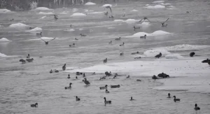 Kars Çayı Buz Tutarken Yaban Ördekleri Hayatta Kalıyor
