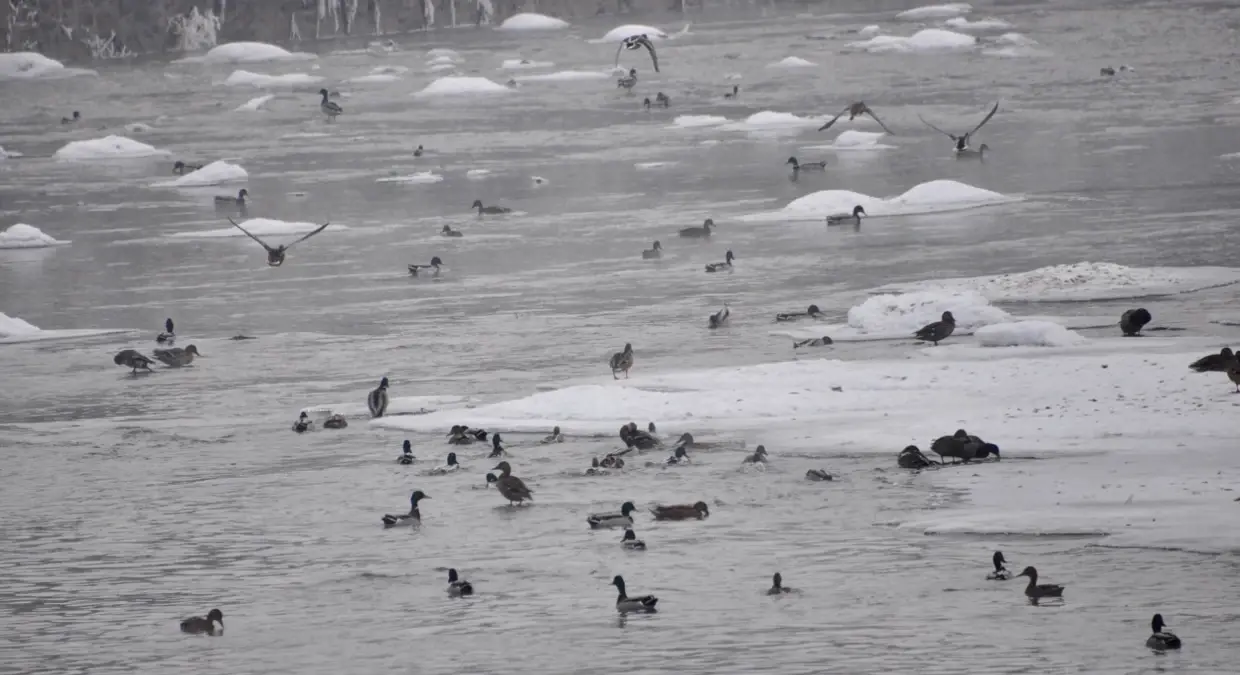 Kars Çayı Buz Tutarken Yaban Ördekleri Hayatta Kalıyor