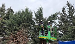 Kartepe’de Yeşil Alanlara Düzenli Bakım